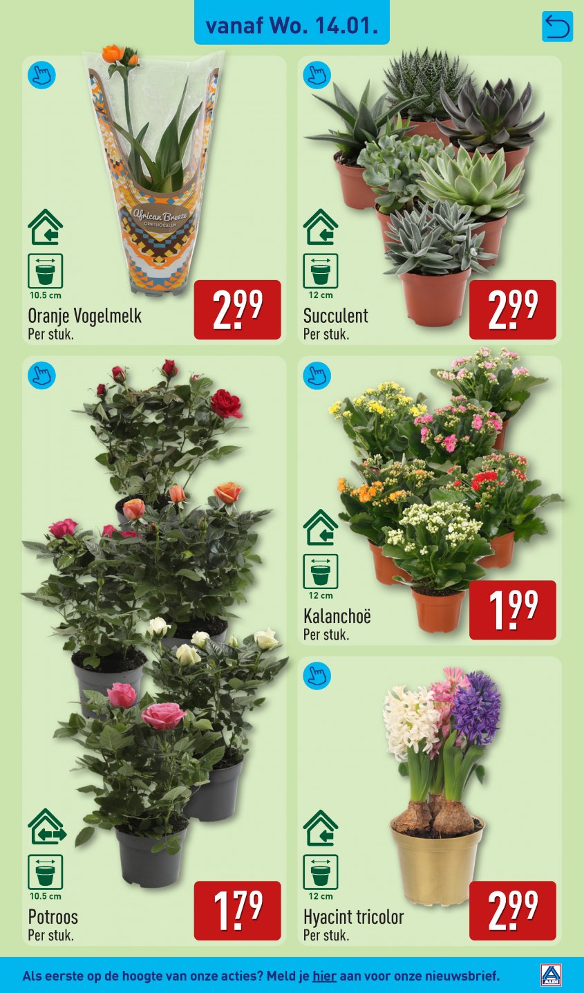 Aldi Aanbiedingen van 12-01-2026 pagina.29
